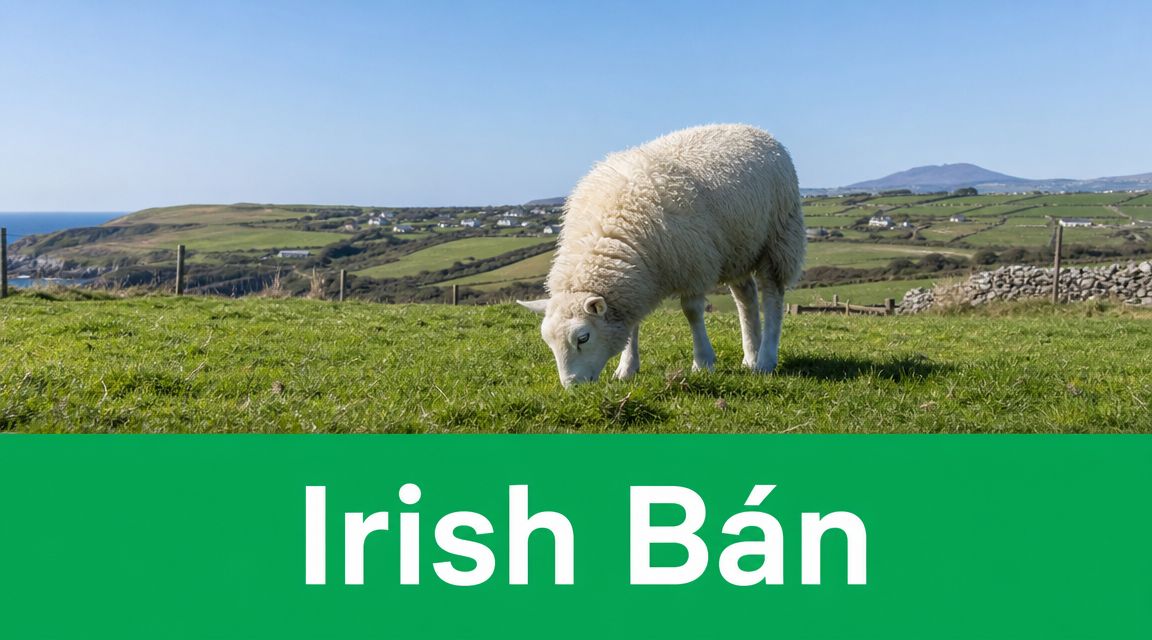 A white sheep grazing in a green pasture with a coastal landscape and hills in the background.