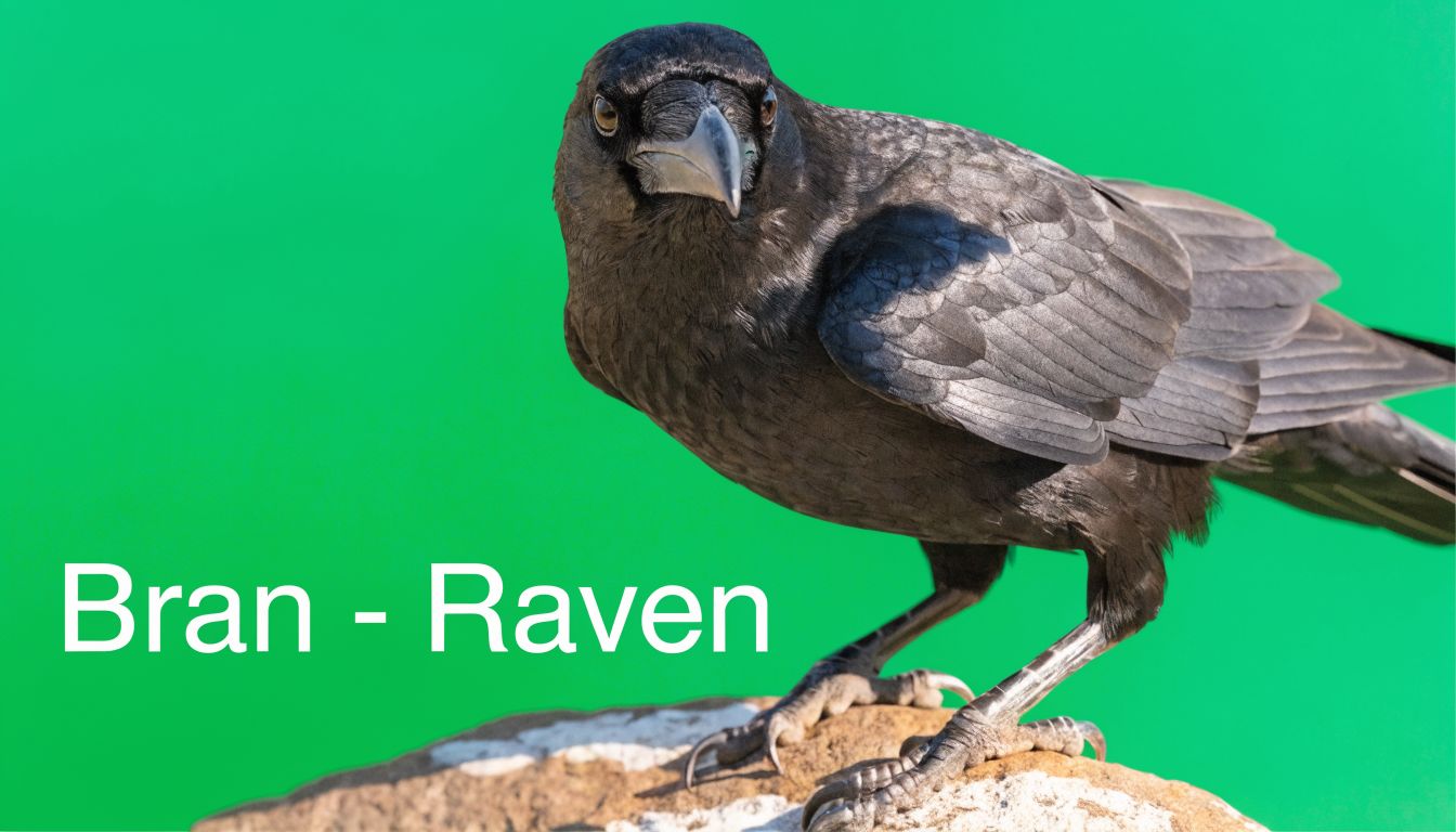 A majestic black raven perched on a textured rock against a vibrant green chroma key background.