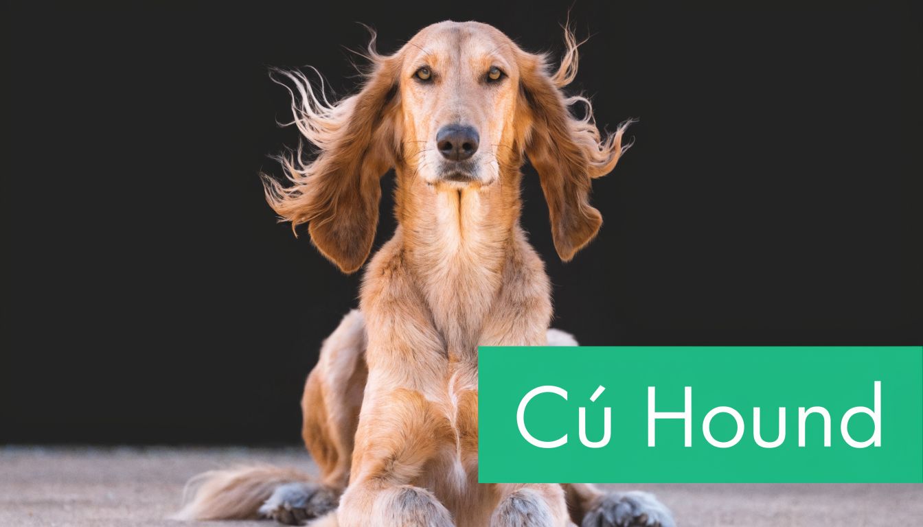 A tan Saluki dog with long, wind-blown ears sits against a stark black background studio portrait.
