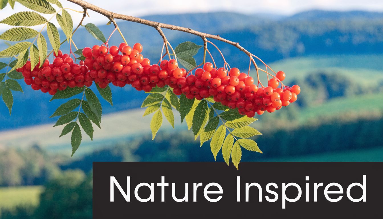 A close up of a vibrant cluster of red mountain ash berries hanging from a branch.