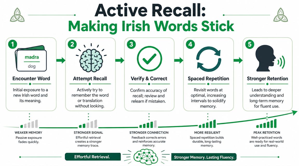 A five-step instructional diagram explaining the active recall method to effectively learn and memorize Irish vocabulary words.