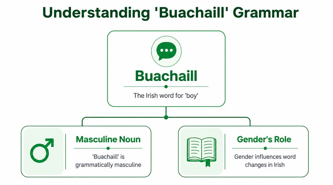A diagram explaining the Irish word Buachaill, which is a masculine noun meaning boy.