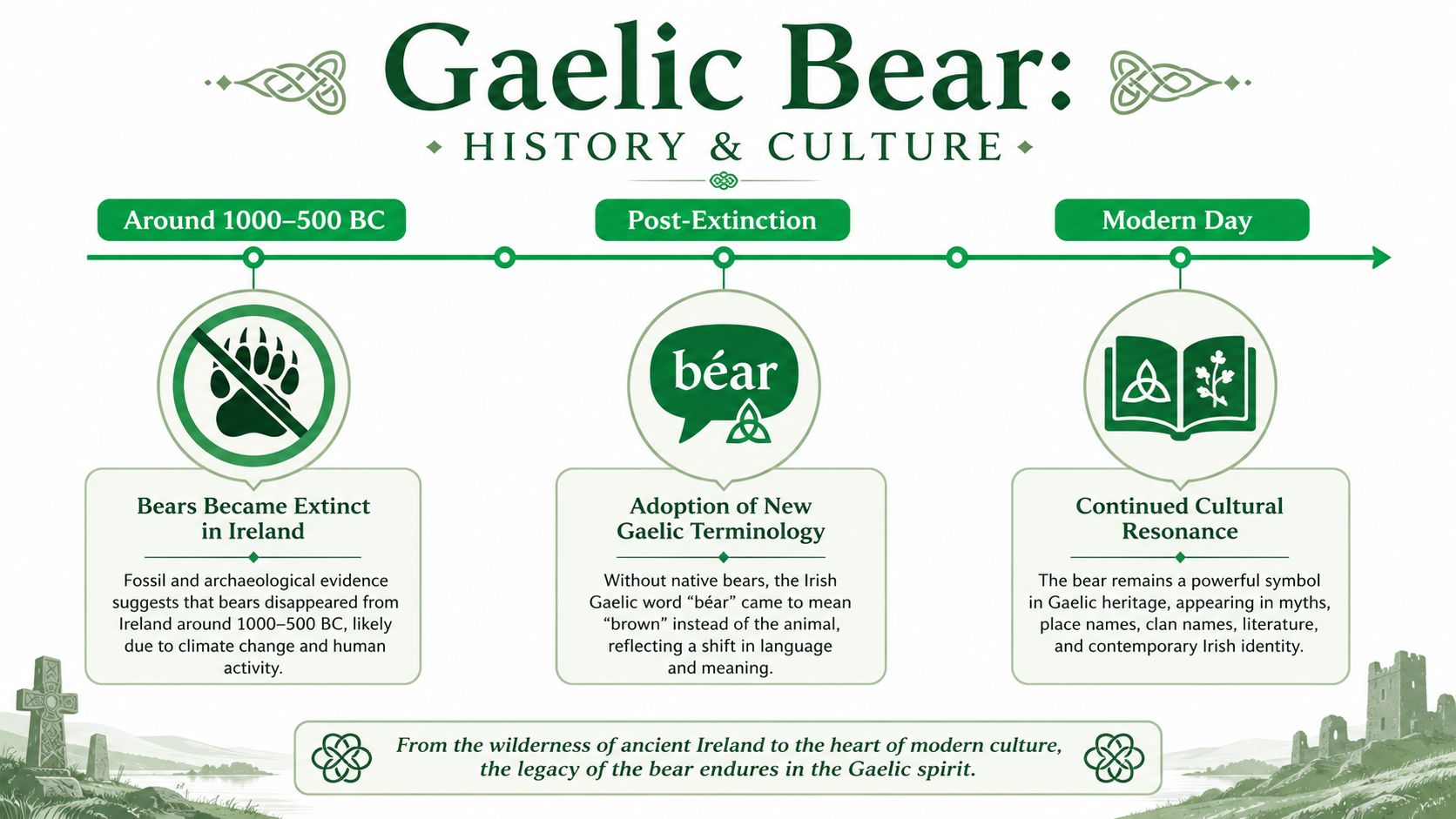 An infographic detailing the history and cultural legacy of bears in ancient and modern Gaelic culture.
