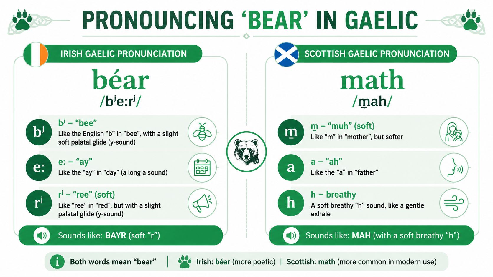 An infographic showing how to pronounce the word for bear in Irish and Scottish Gaelic languages.