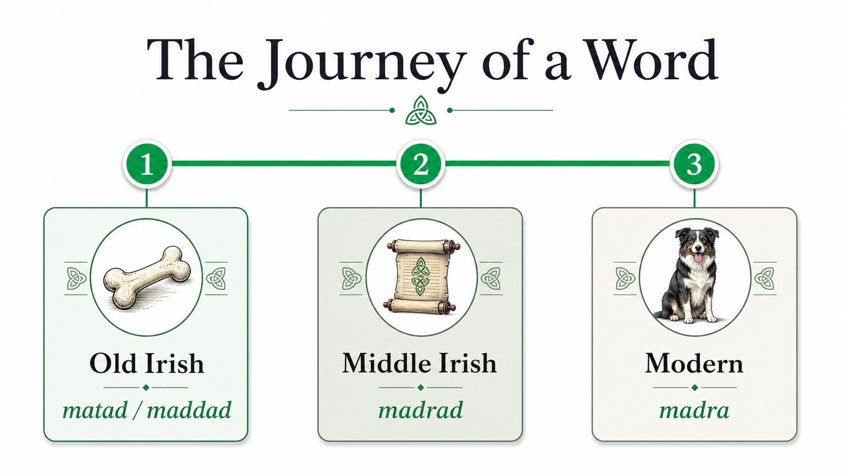 A visual timeline showing the evolution of the Irish word for dog from Old Irish to Modern.