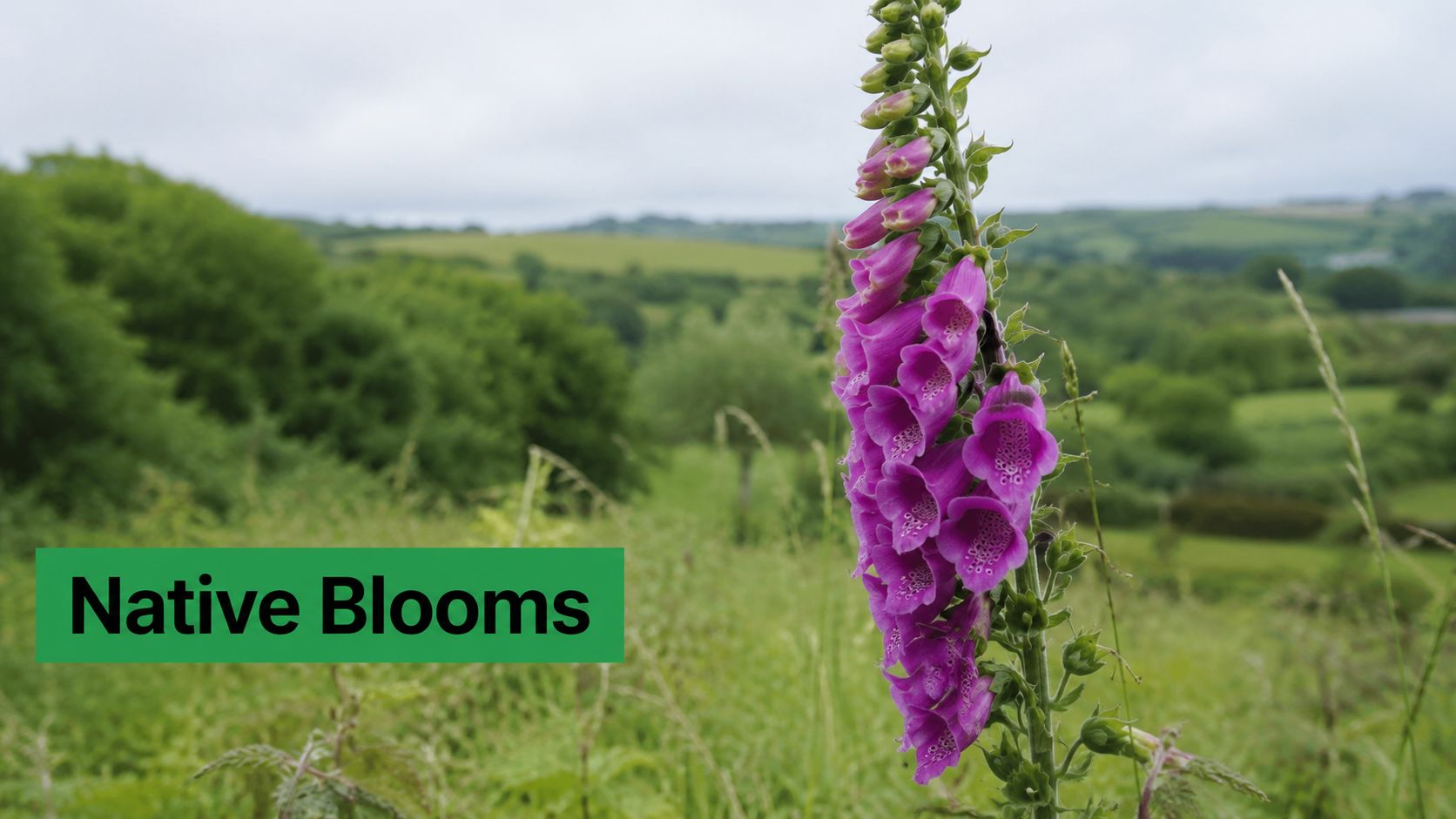 A vibrant purple foxglove flower blooming in a lush green countryside meadow under a cloudy sky.