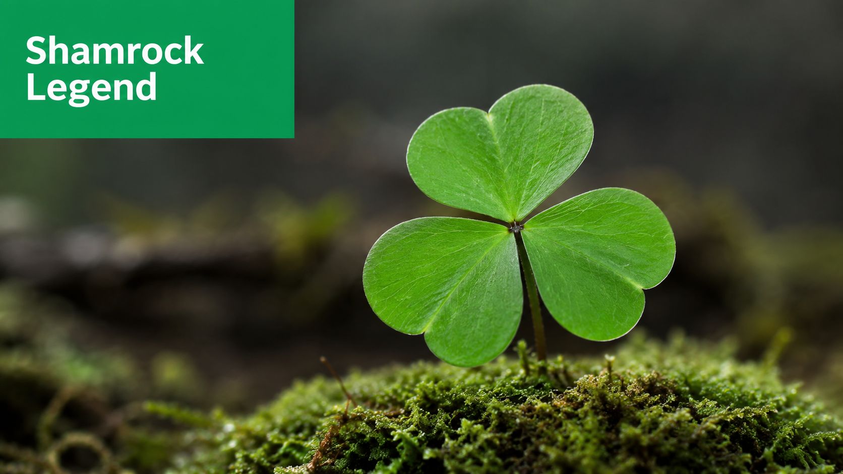 A vibrant green shamrock leaf resting on a soft, mossy surface in a natural forest setting.
