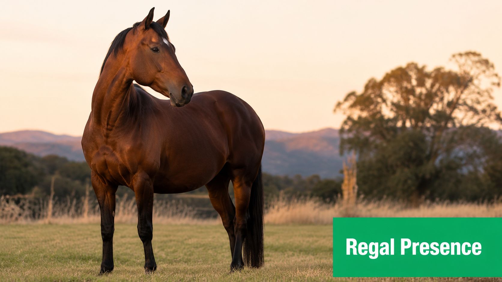 A majestic brown horse stands in a lush green pasture at sunset with mountains in the background.