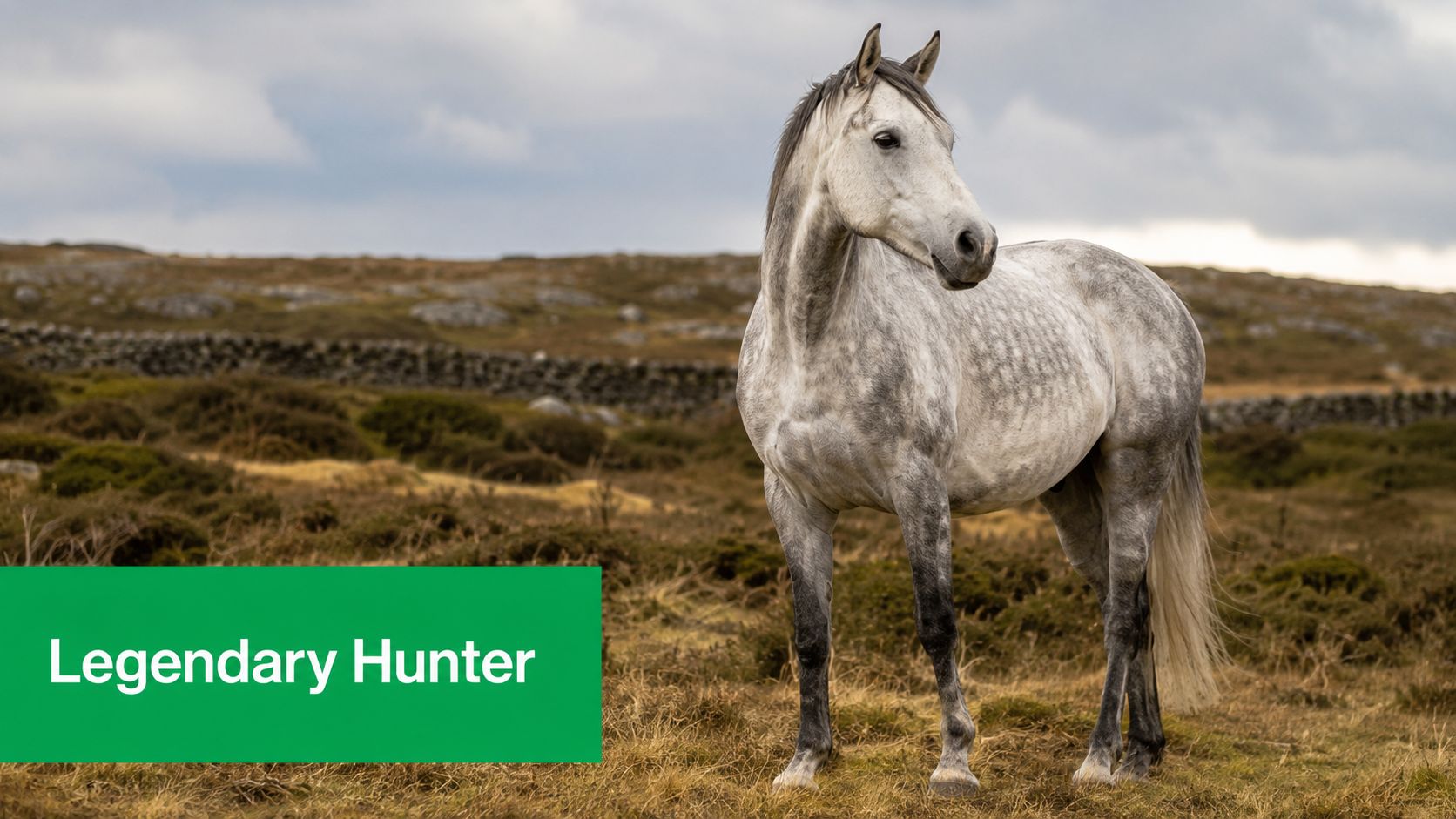 A majestic grey dapple horse standing in a vast, grassy Irish landscape under a cloudy sky.