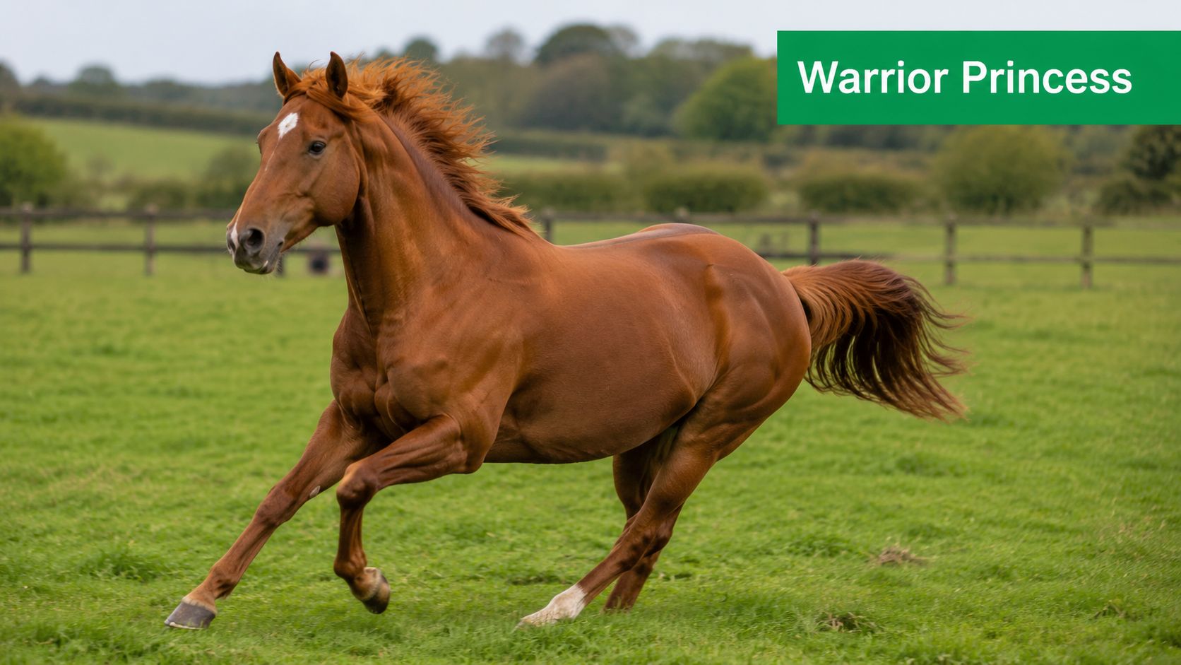 A powerful sorrel chestnut horse running freely across a lush green pasture on a bright day.